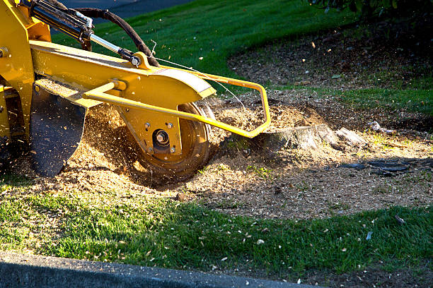 How Our Tree Care Process Works  in  Kechi, KS