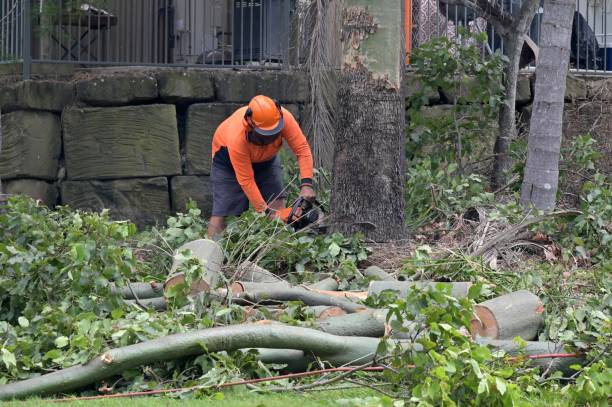 Tree and Shrub Care in Kechi, KS